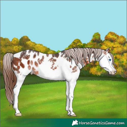 Horse Color:Bay Ice Splash Appaloosa Rabicano 