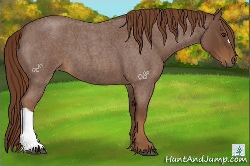 Horse Color:Red Roan