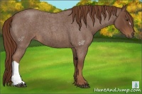 Horse Color:Red Roan