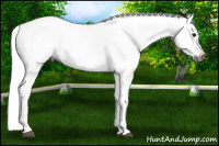 Horse Color:Gray Bay Tobiano Near Leopard 
