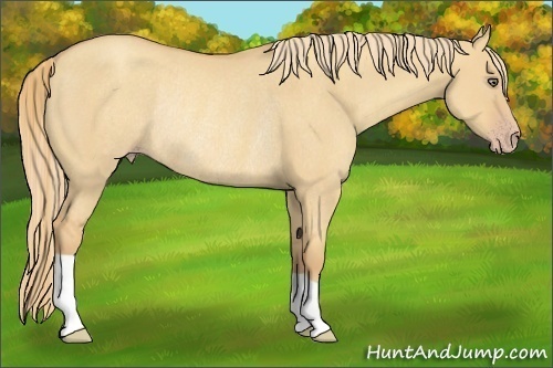 Horse Color:Gold Champagne Dun Rabicano 