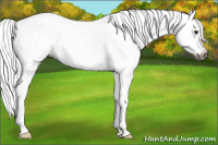 Horse Color:Gray Chestnut Tobiano Appaloosa 