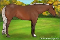 Horse Color:Unknown 