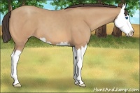 Horse Color:Amber Champagne Roan Splash
