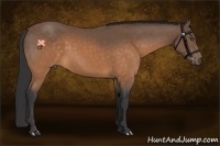 Horse Color:Buckskin Sabino Rabicano 