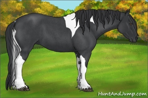 Horse Color:Blue Roan Tobiano 