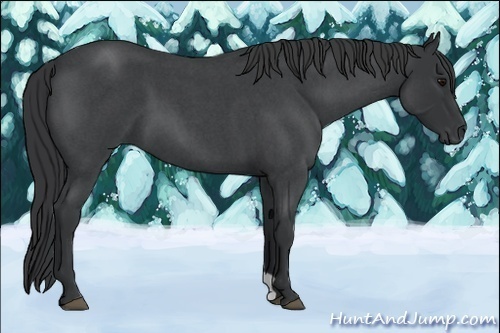 Horse Color:Blue Roan 