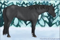 Horse Color:Blue Roan