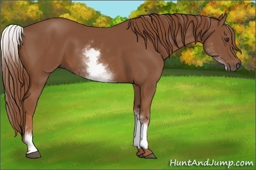 Horse Color:White Spotted Chestnut
