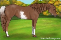 Horse Color:White Spotted Chestnut 