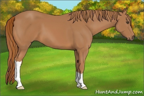 Horse Color:Chestnut 