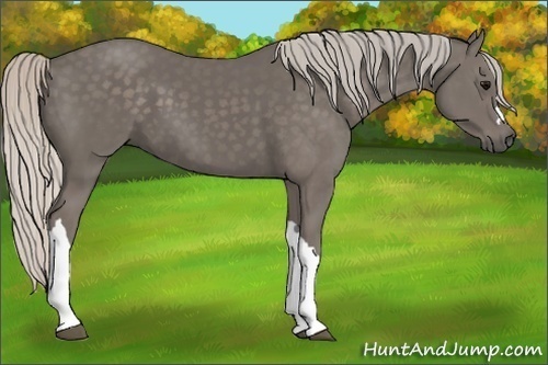 Horse Color:Silver Black 