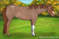 Horse Color:Red Roan