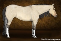 Horse Color:Buckskin Roan Dun Tobiano