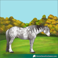 Horse Color:White Spotted Liver Chestnut Ice Sabino