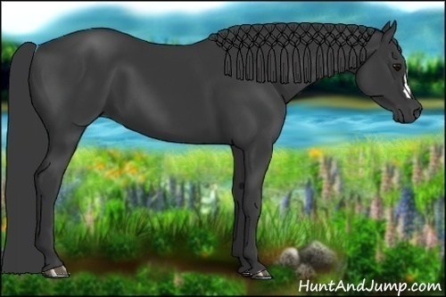 Horse Color:Black 