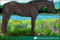 Horse Color:Liver Chestnut 