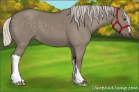 Horse Color:Silver Grullo 