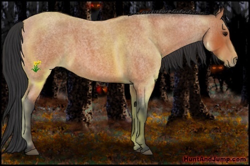 Horse Color:Bay Roan 