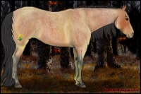 Horse Color:Bay Roan 