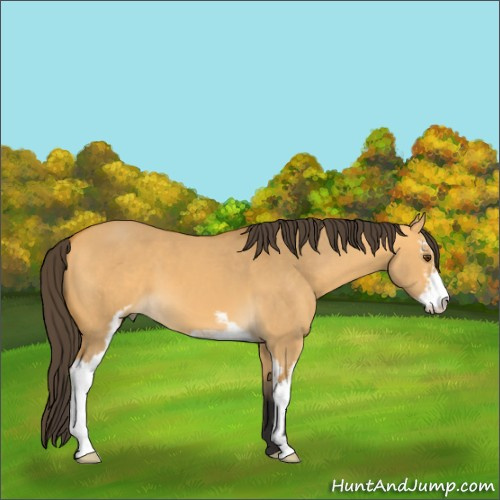 Horse Color:Buckskin Dun Sabino 