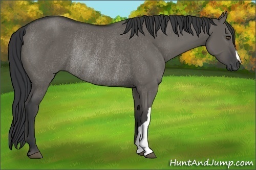 Horse Color:Grullo Rabicano