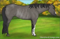Horse Color:Grullo Rabicano 