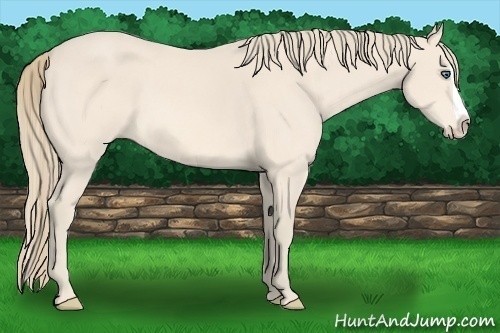 Horse Color:Perlino Splash