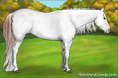 Horse Color:Blue Roan Appaloosa 
