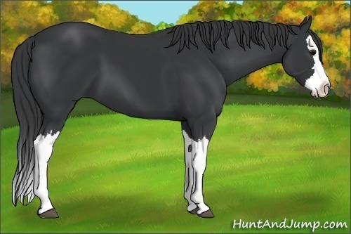 Horse Color:Black Splash 