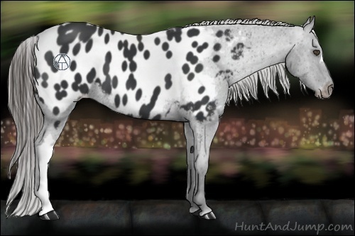Horse Color:Black Appaloosa 