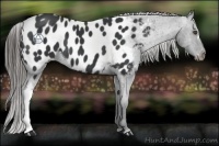 Horse Color:Black Appaloosa