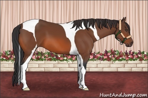 Horse Color:Bay Tobiano 