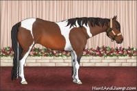 Horse Color:Bay Tobiano 
