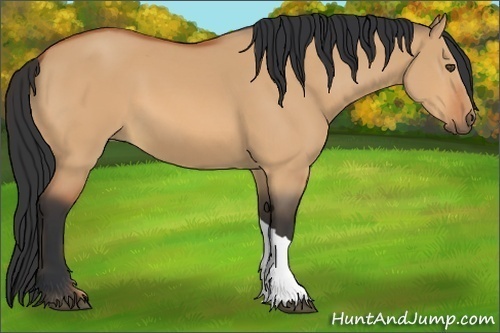 Horse Color:Unknown 