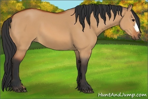 Horse Color:Unknown 