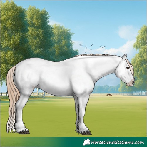 Horse Color:Liver Chestnut Splash Appaloosa 