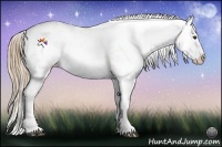 Horse Color:Liver Chestnut Splash Appaloosa 