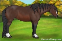 Horse Color:Bay Sabino 