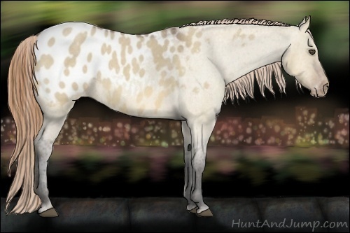 Horse Color:Buckskin Roan Dun Appaloosa 