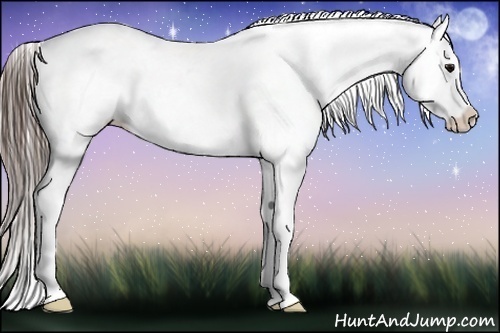 Horse Color:Black Appaloosa Rabicano 