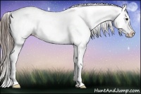 Horse Color:Black Appaloosa Rabicano 