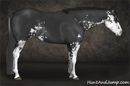 Horse Color:Liver Chestnut Sabino 