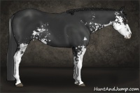 Horse Color:Liver Chestnut Sabino