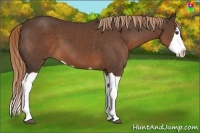 Horse Color:Liver Chestnut Splash 
