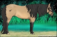 Horse Color:Buckskin 