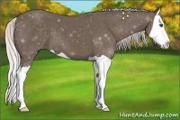 Horse Color:Silver Black Splash