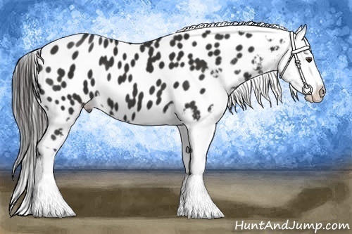 Horse Color:Liver Chestnut Frame Appaloosa 