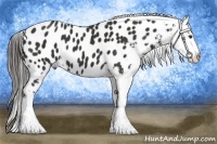 Horse Color:Liver Chestnut Frame Appaloosa
