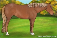 Horse Color:Chestnut 